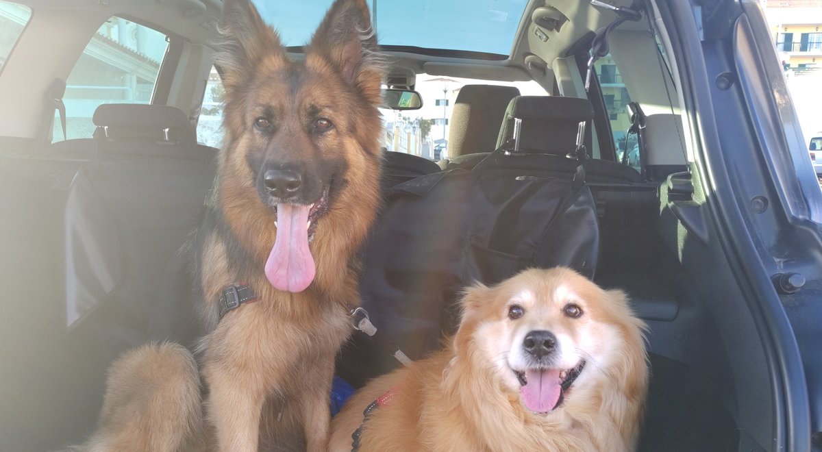 Sara's dogs